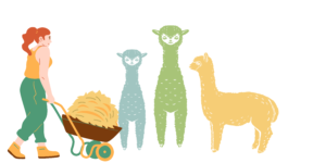 This is a graphic of a person pushing a wheelbarrow full of hay to three alpacas.
