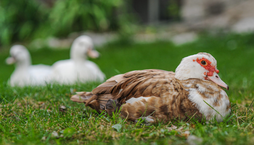 A close-up photograph of a brown and white muscovy duck who is sitting in the grass and looking towards the camera.