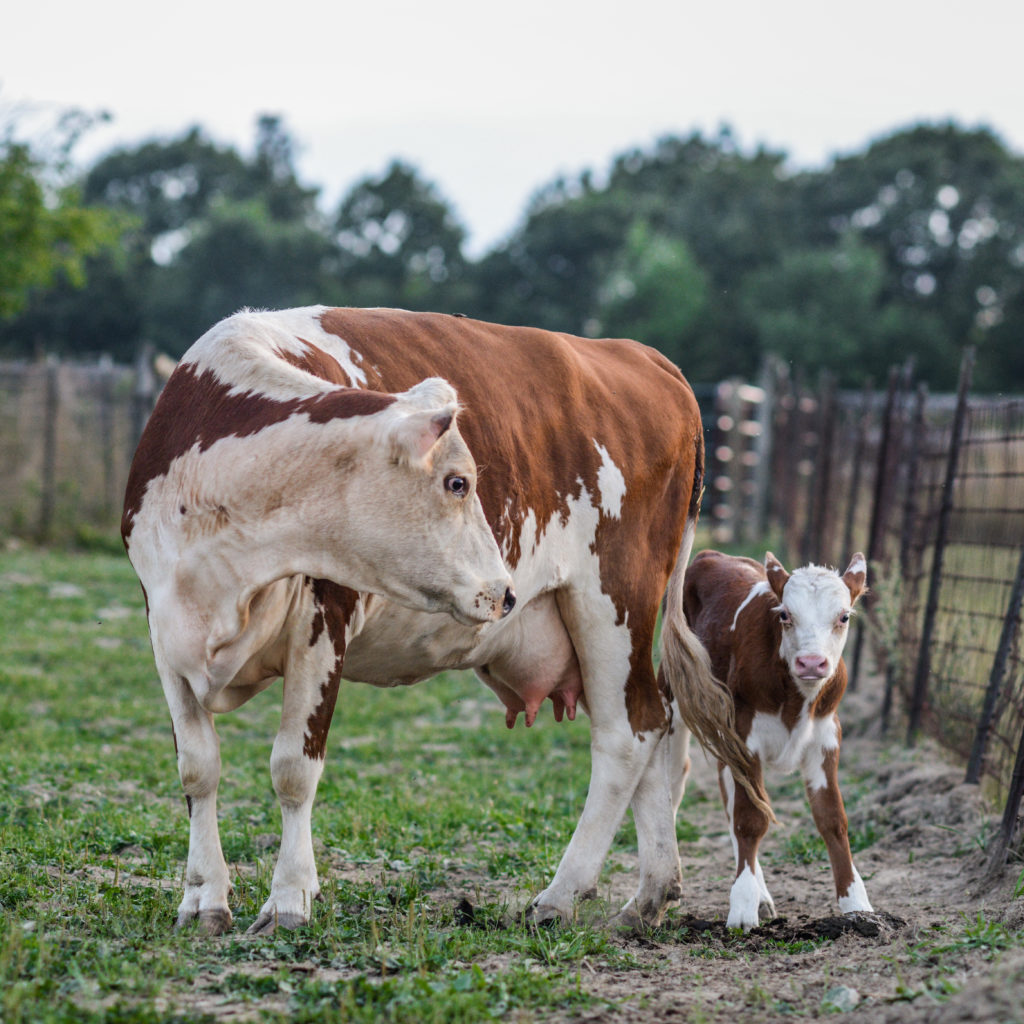 A photograph of a brown and white cow who is turning her head towards her calf. The calf is looking towards the camera. They are standing on grass in an enclosed area.