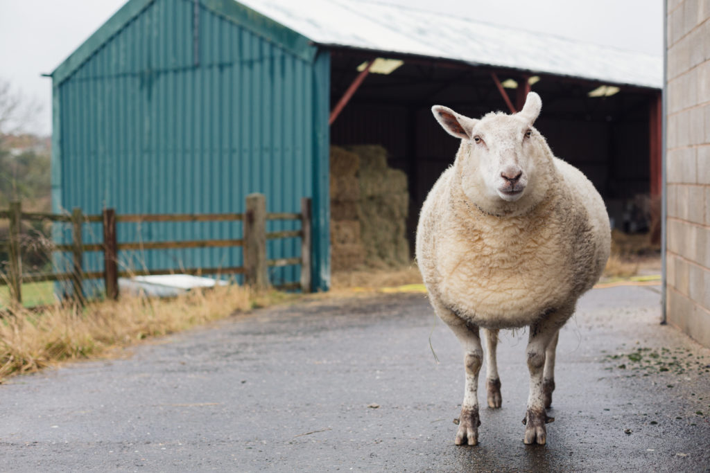 In the front right of the photo, there is a cream-colored sheep who is standing on a road and looking at the camera inquisitively. In the background on the left, there is a teal-colored barn with bales of hay inside.