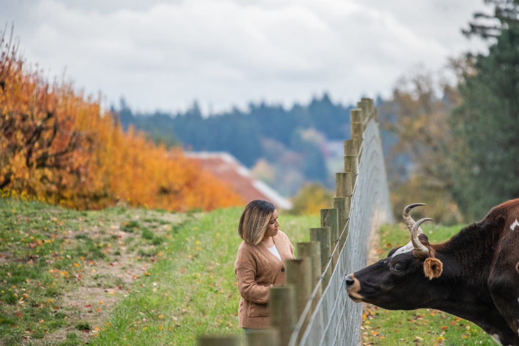 A photograph with a person in a brown cardigan and a dark brown cow with horns standing on opposite sides of a long fence. In the background on the left is a row of orange-colored hedges. The ground is covered in green grass.