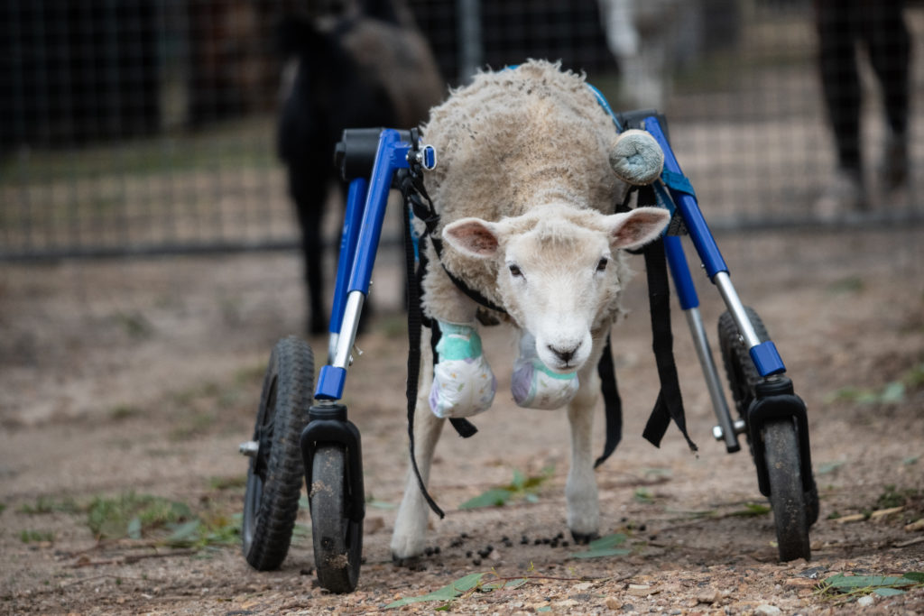 A photograph of a small disabled sheep utilizing a blue wheelchair to walk.