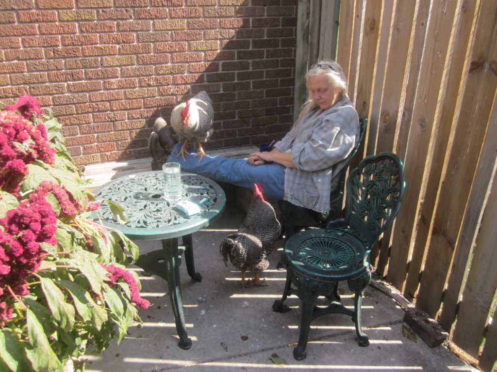 A woman sits on a chair with a rooster perching on her legs, and another rooster standing next to her.