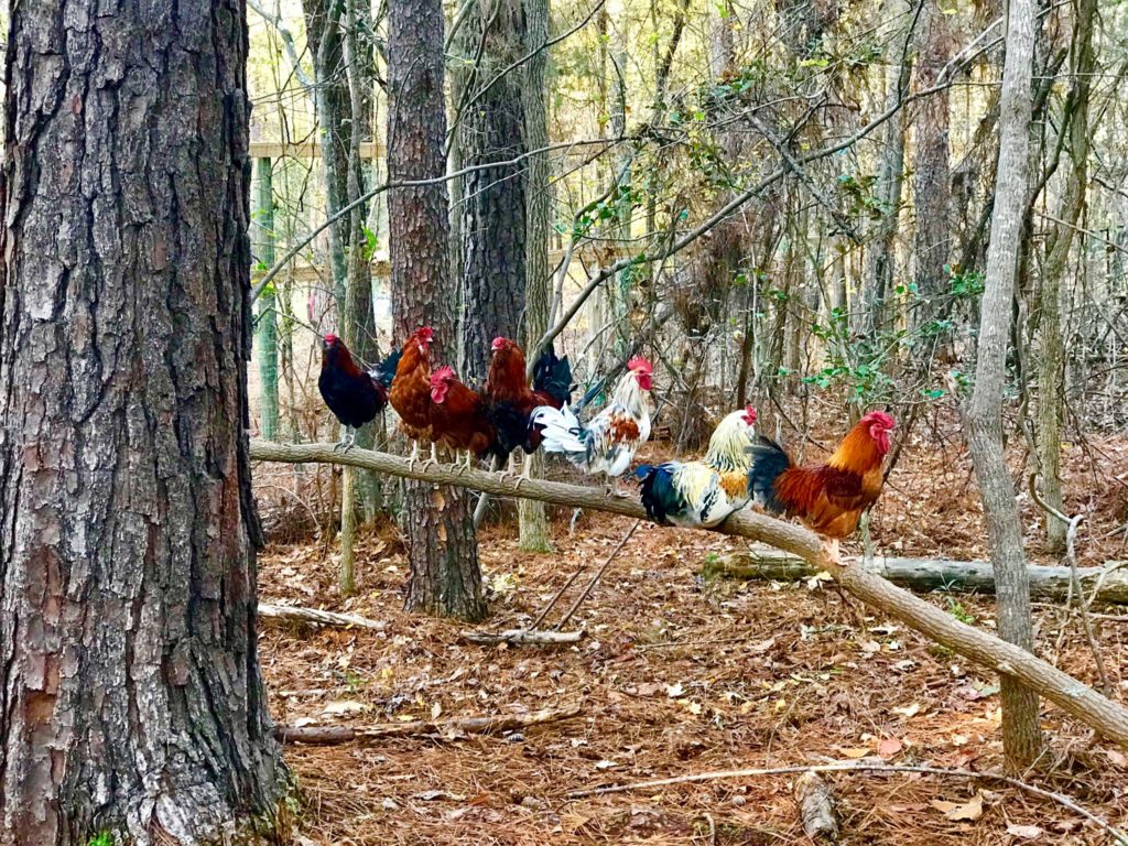 Seven roosters perch together on a branch in a natural enclosure. 