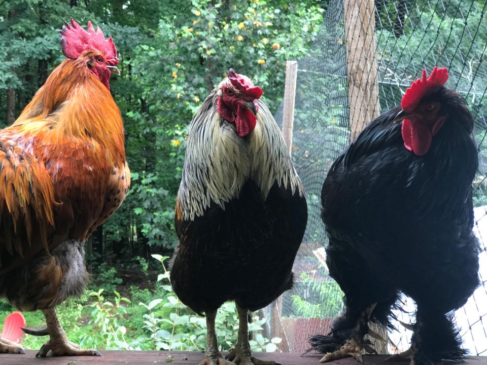 A red rooster, a black and white rooster, and a black rooster wth feathered feet stand together on a perch in a natural enclosure.