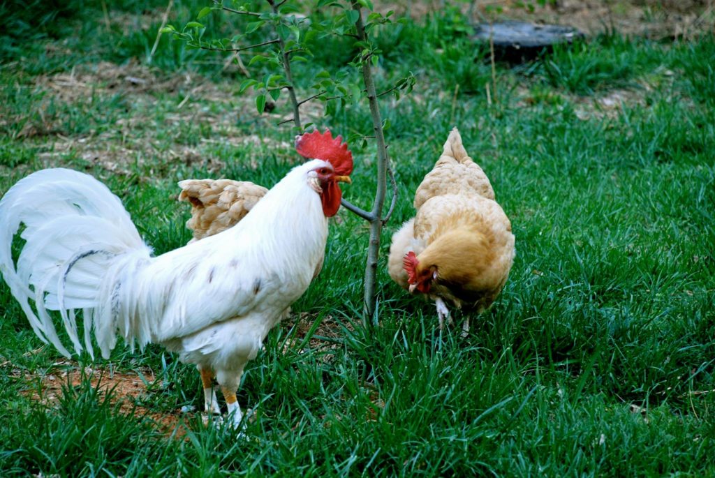 A white rooster oversees two golden hens who are foraging for food.