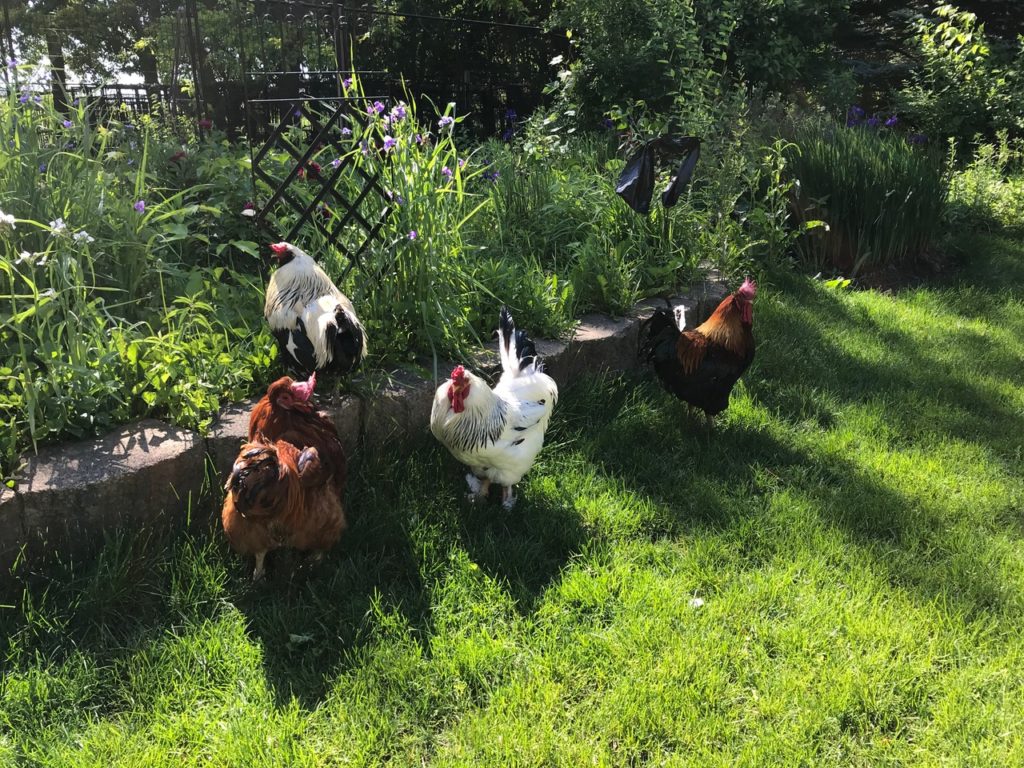 Four roosters explore a garden area.