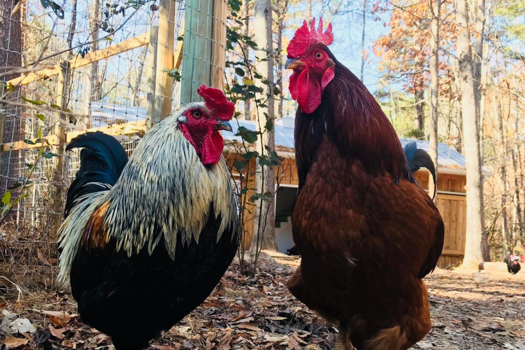 Two roosters, one white and black, and one red, look into the camera, looking for treats from their caregivers.
