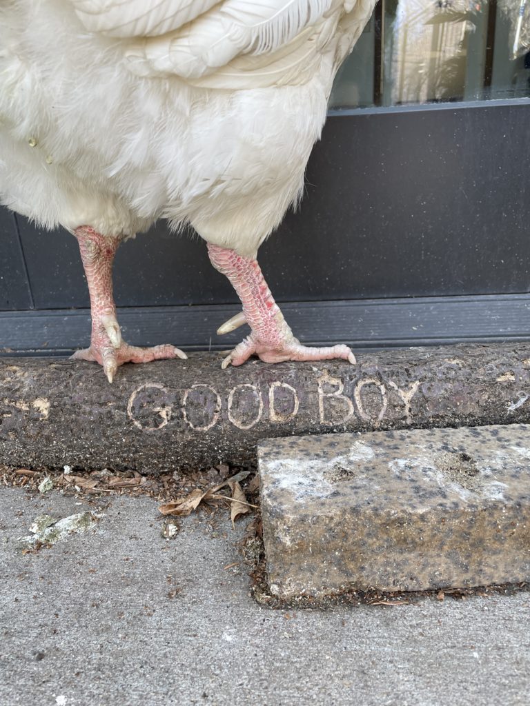 A rooster stands on a branch that was carved with the words "good boy." 