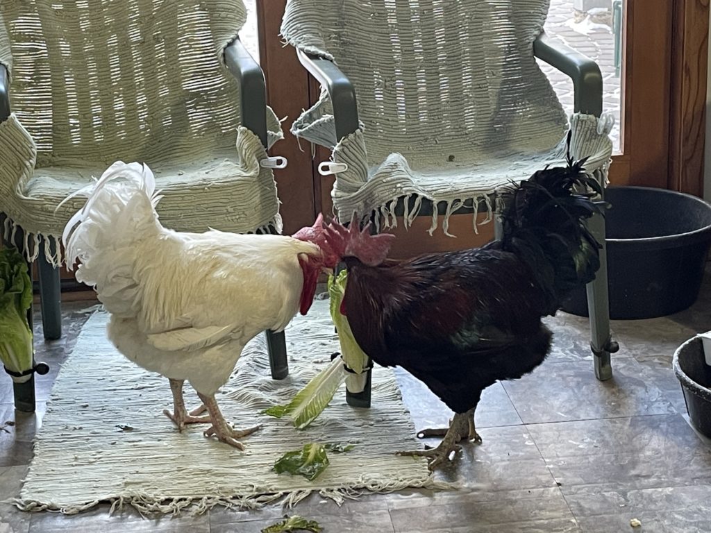 A white rooster and a red rooster share lettuce together while standing in front of two chairs.