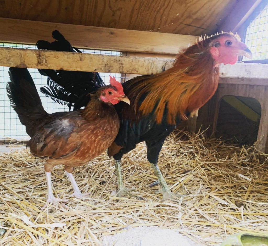 A small red hen and a red and black rooster stand under a perch. They are long legged and have long tails.