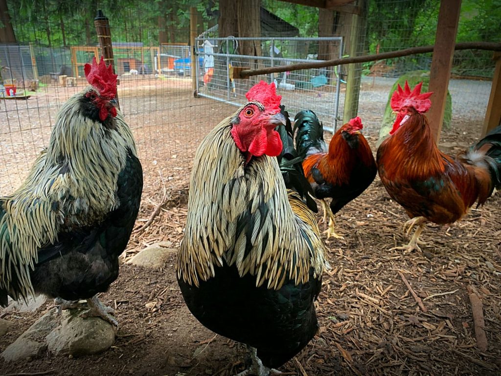 Two white and black roosters and two red and black roosters strike poses for the camera while also surveilling their environment.