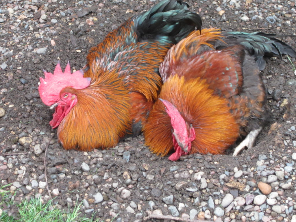 Two roosters dustbathe together.