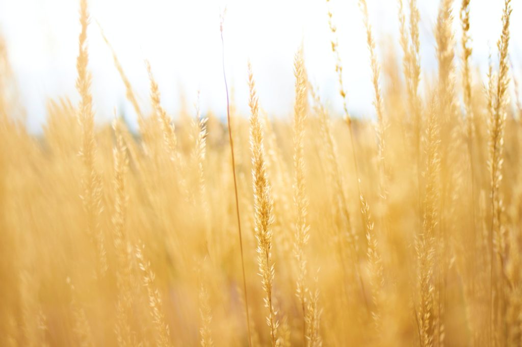 A close-up photograph of a wheat field.