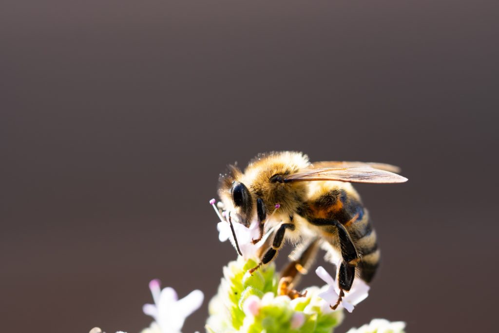 A close-up photograph of a bee pollinating a light pink flower.