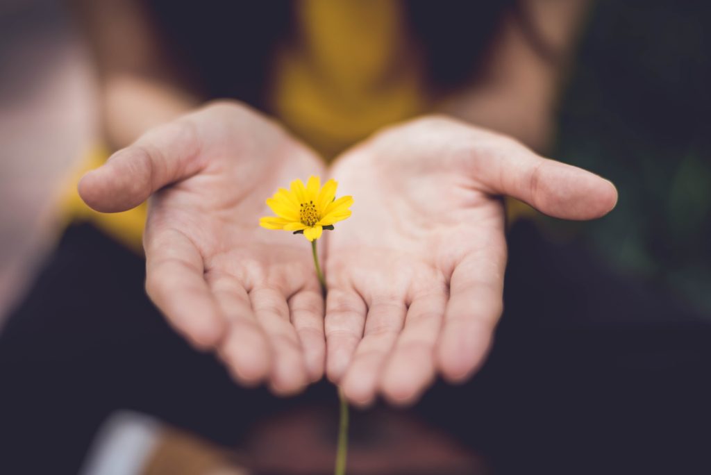 Two hands cupped and holding a small yellow flower.