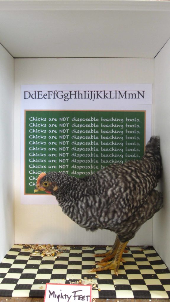 A baby rooster stands in front of a picture of a chalk board which reads, "chicks are not disposible teaching tools."