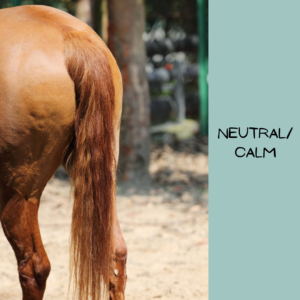 Picture of the tail of a calm horse with theo words "Neutral/Calm" written next to the picture.