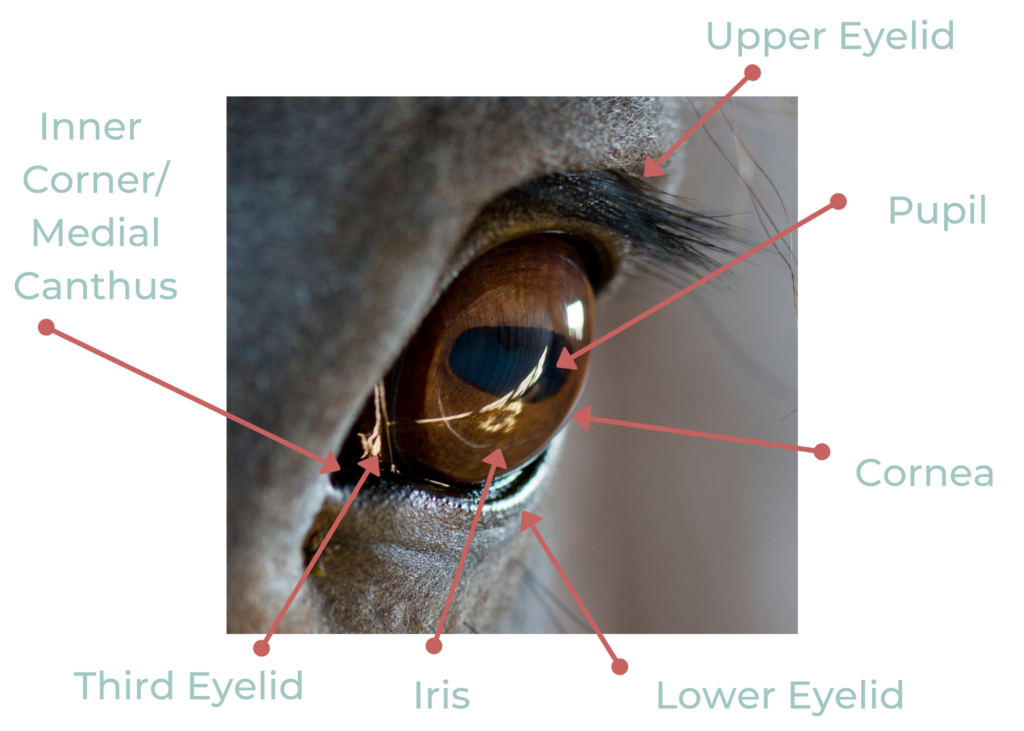 A picture of a horse's eye, as seen from the front, with arrows pointinf to different structures of the eye.