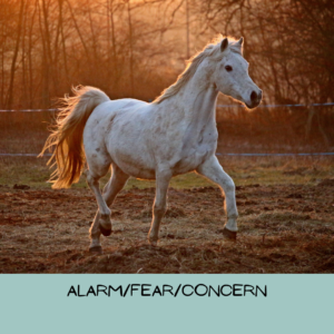 Grey horse trots nervously with their tail flagged and their ears forward.
