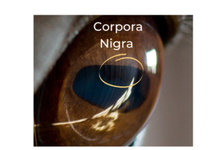 A close up picture of a horse's eye with a circle around the structure "corpora nigra".