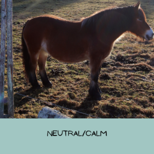 Picture of a calm pony standing in a neutral pose with tail relaxed against the body.