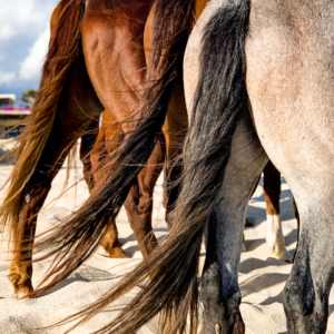 Picture of the tails of three horses.
