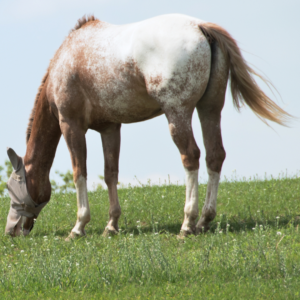Picture of an appaloosa horse with a shorter tail.
