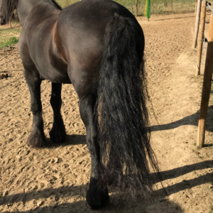 Picture of a horse's long, black, wavy tail.