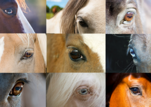 A collage of 9 pictures of different horse eyes.