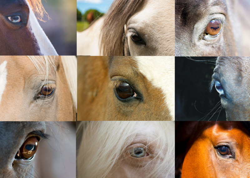 Basic Horse Anatomy: The Eye - The Open Sanctuary Project