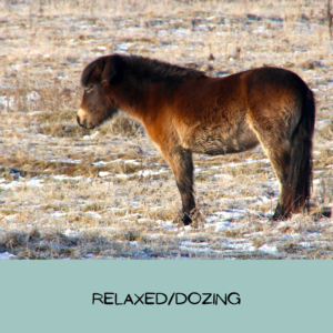 Picture of a pony standing and dozing with the ears relaxed, their eyes closed, their lips relaxed and their tail relaxed.
