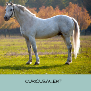 A grey horse stands alert with their ears pricked forward and their tail laying against their body.