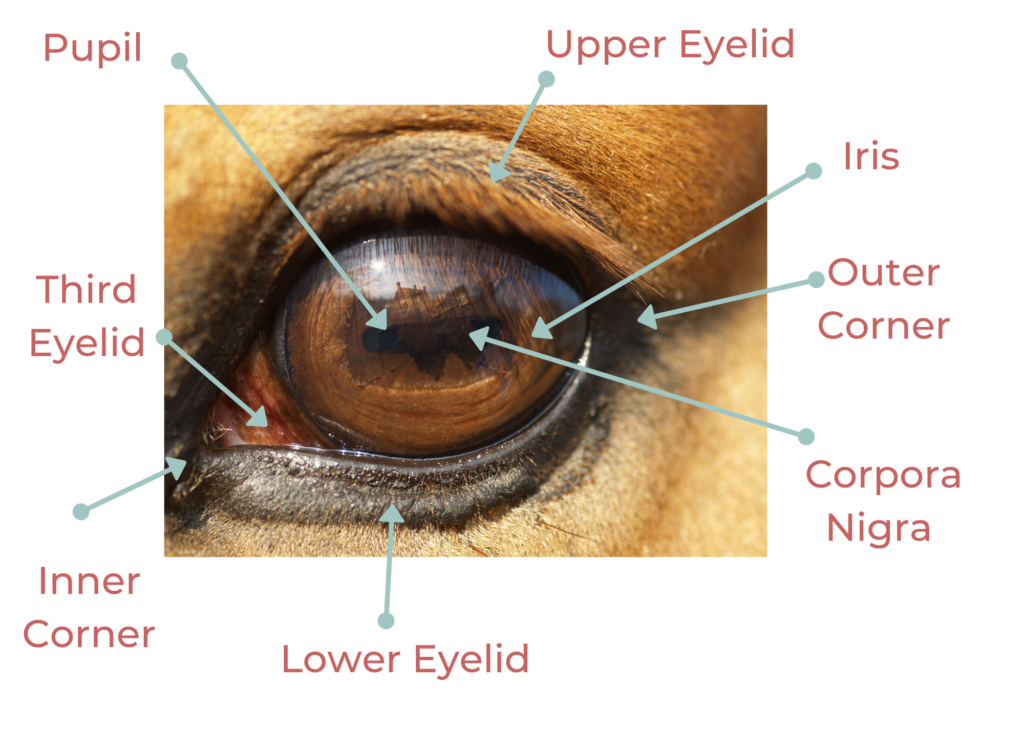 A picture of a horse's eye, viewed from the side, with arrows pointing to various structures of the eye