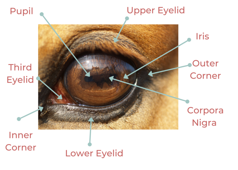 Basic Horse Anatomy: The Eye - The Open Sanctuary Project