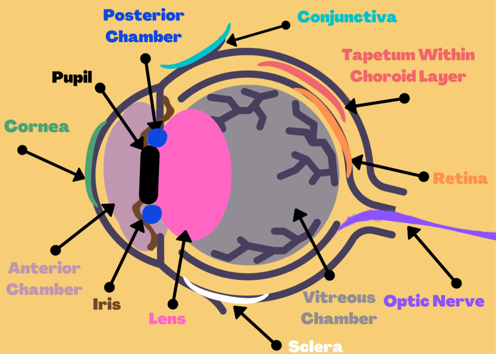 A diagram of a horse's eye.