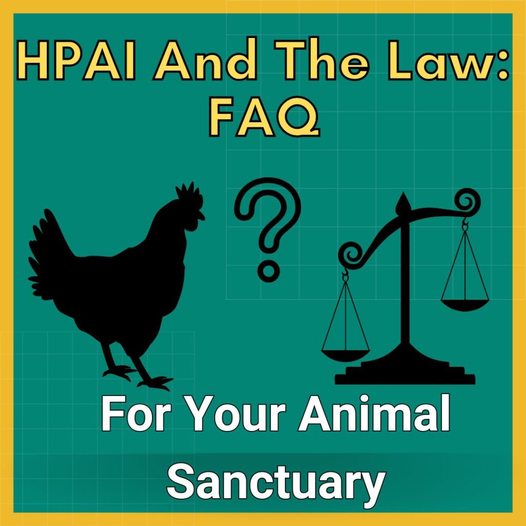 An image of a black chicken with a tipped scale and a question mark between them. Captions read: HPAI And The Law For Your Animal Sanctuary