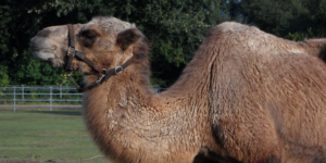 Dromedary camel wearing a halter.