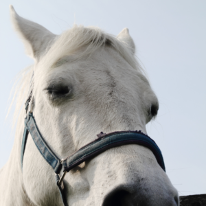 Close up of a drowsy horse's face.