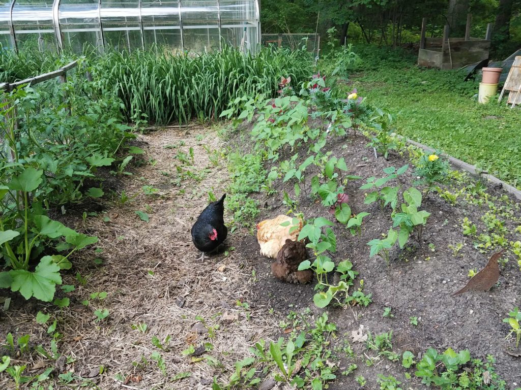 A photograph of three chickens standing in a garden looking for treats in the dirt on the ground. The chicken on the left is black, the chicken in the middle is light brown, and the chicken on the right is dark brown. There is a greenhouse in the background on the left and some clay pots in the background on the right.