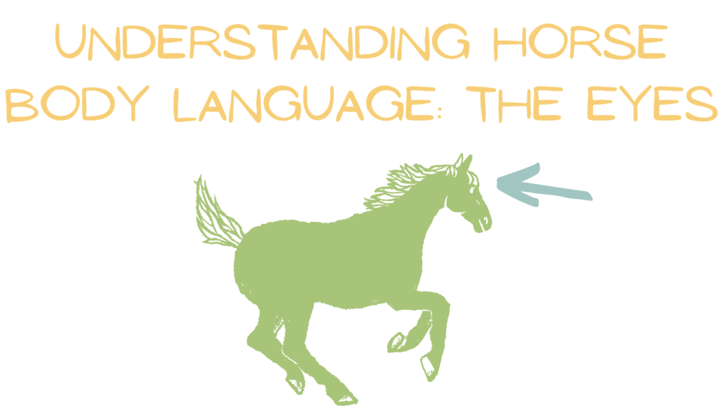 A graphic reads "Understanding Horse Body Language: The Eyes" over an illustration of a horse with an arrow pointing towards their eyes.