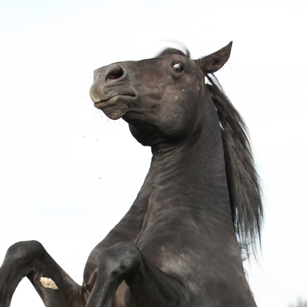 Picture of a horse rearing back with wide eyes.