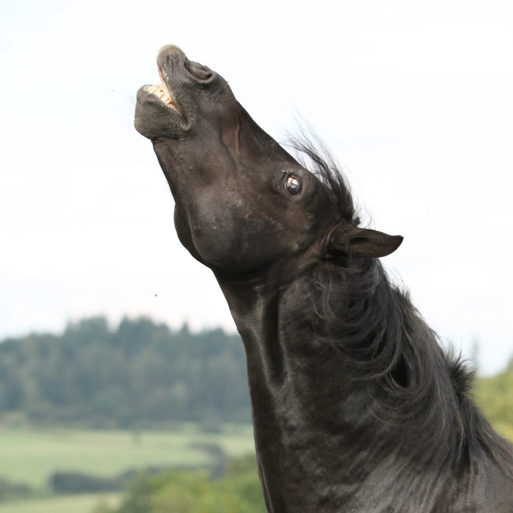 Picture of a horse with their head up in the air and their eyes wide.