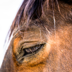 A photo of a horses squinting eye.