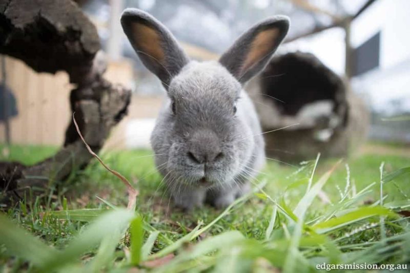 A grey bunny crawls out of a hollow log.