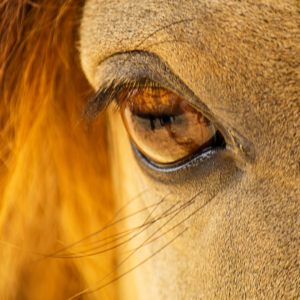 Close up picture of a "soft eye" expression on a horse.