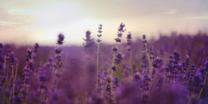 A picture of a lavender field.