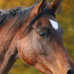Picture of a dark bay horse with their ears perked forward and a "hard eye" expression.