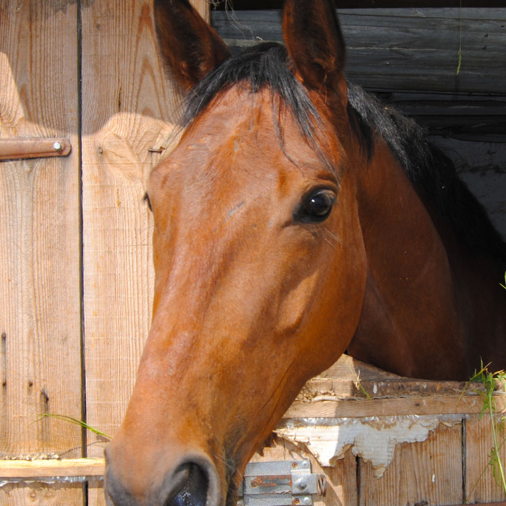 Understanding Horse Body Language: The Eyes - The Open Sanctuary Project