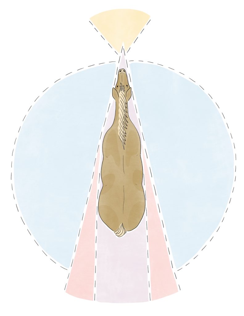Illustration of a horse's range of view.